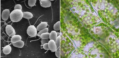 2Lâmpada de algas produz eletricidade através da fotossíntese