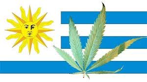 Uruguai-sai-na-frente-é-o-primeiro-pais-da-America-Latina-a-legalizar-a-maconha