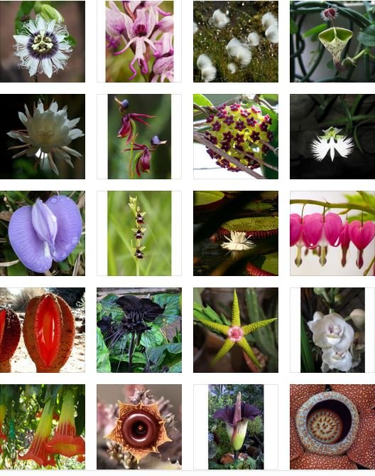 As 20 flores mais magníficas do mundo