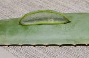 aloe-vera-babosa