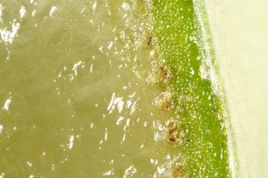 aloe-vera-babosa