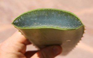 aloe-vera-babosa
