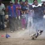 Peru oferece Evento Gastronômico regrado a tortura e morte de Gatos