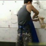 Animais são agredidos covardemente em pet shop no Rio de Janeiro